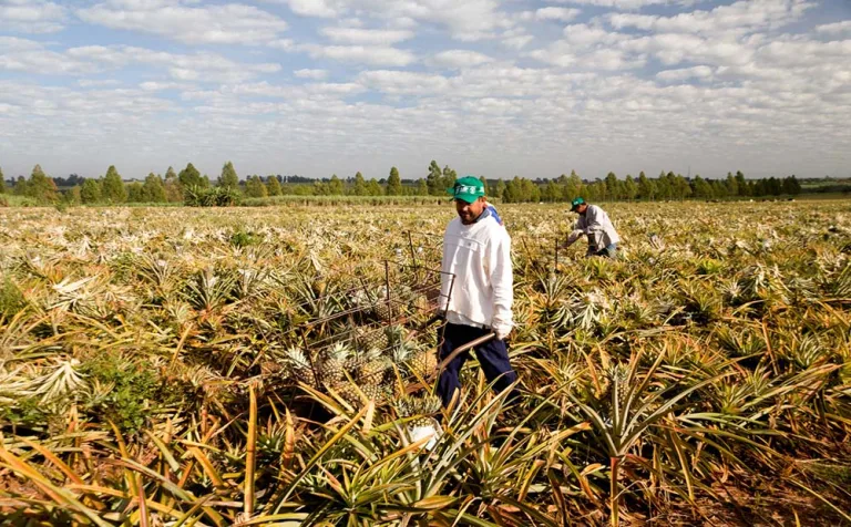 Redução da jornada 6×1 vai afetar eficiência do agro, afirma FAEP