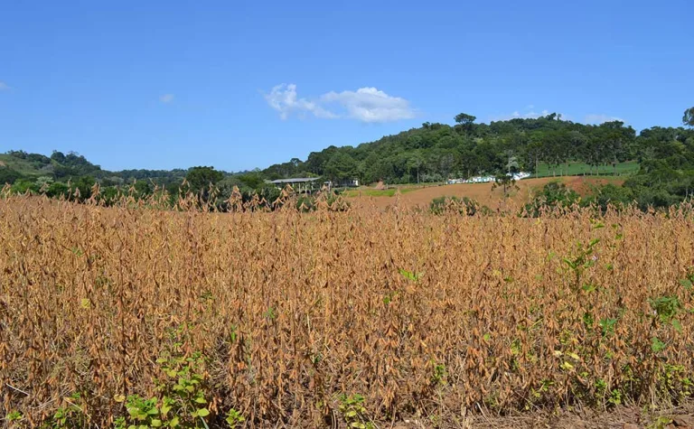 Paraná fatura US$ 1,47 bilhão com soja no 1º trimestre