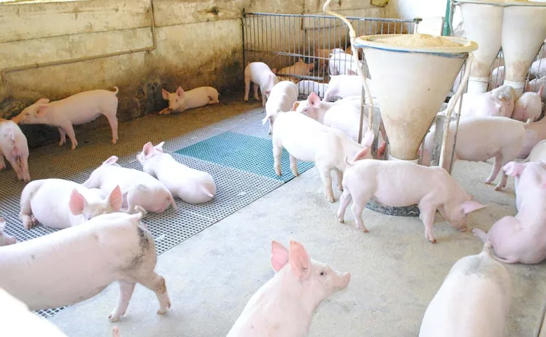 Paraná bate recorde em exportação de carne suína