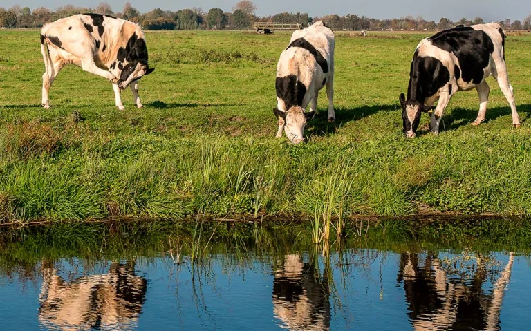 Escassez de água e calor pode afetar produção de leite no Sudoeste